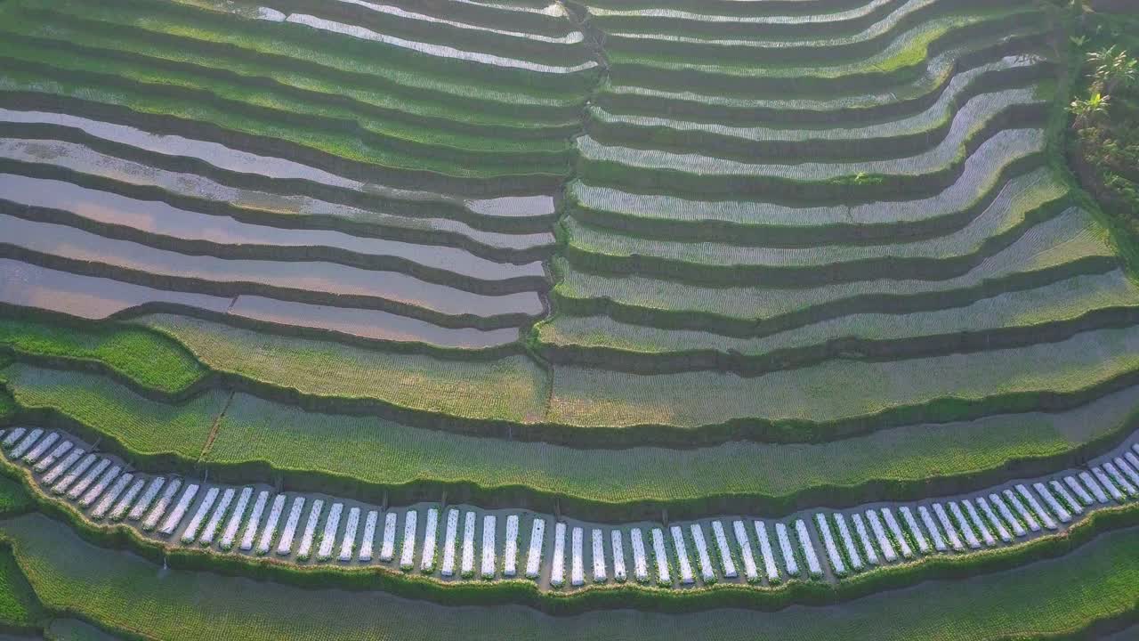 tiro de drone de ojo de pájaro de hermosos campos de arroz verde en terrazas en la mañana, java central, indonesia