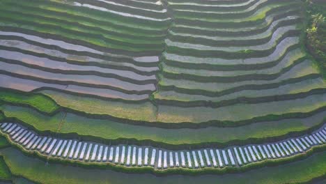 Tiro-De-Drone-De-Ojo-De-Pájaro-De-Hermosos-Campos-De-Arroz-Verde-En-Terrazas-En-La-Mañana,-Java-Central,-Indonesia