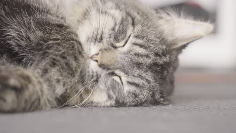 Katze-Wacht-Durch-Das-Licht-Auf,-Während-Sie-Auf-Einem-Teppich-Schläft---Statisch,-Nahaufnahme