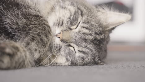 gato despertando por la luz mientras duerme en una alfombra - vista estática y cerrada