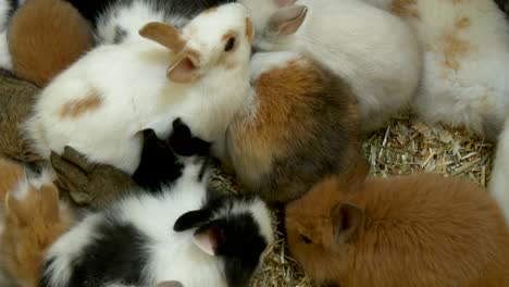 bunch bunnies eating