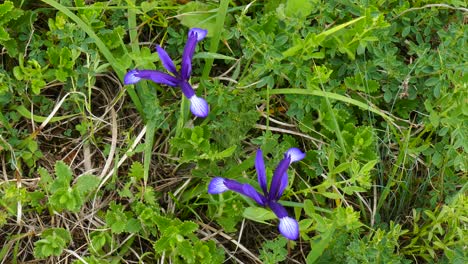 Primavera-Flor-Silvestre-Iris-Salvaje