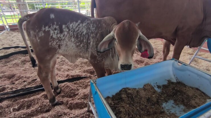 Um grupo de gado Brahman saudável dentro de um celeiro. Eles estão comendo ração de um cocho fornecido pelo fazendeiro