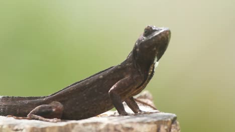 lagarto 11
