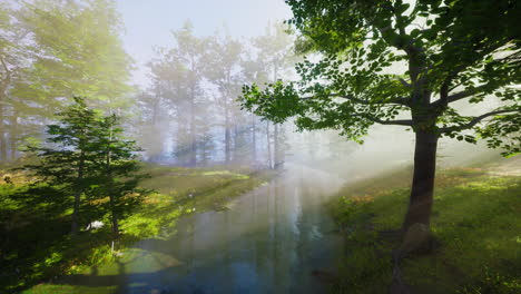 misty forest stream