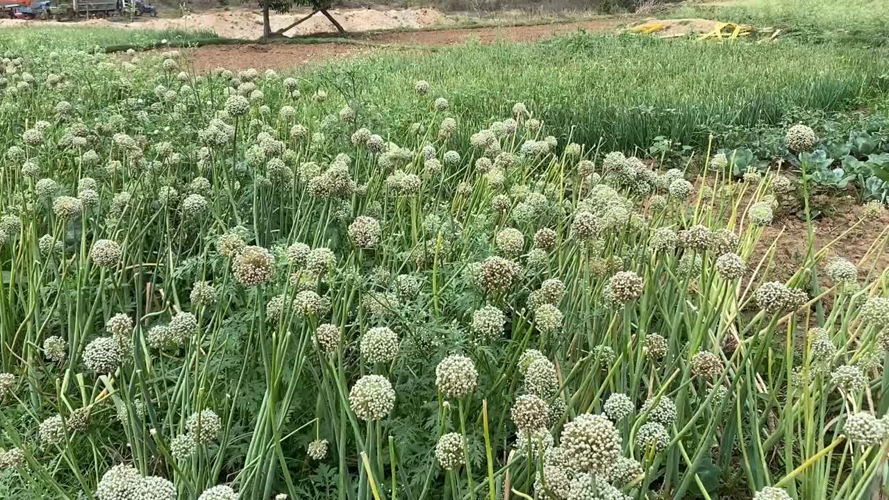 flores y plantas de cebolla recién cultivadas en un campo en jharkhand, india