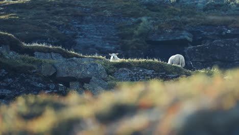 White-woolly-sheep-graze-on-the-rocky-mountainous-pasture