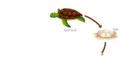 secuencia animada que representa las etapas de la vida de una tortuga