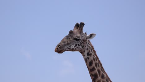 jirafa hembra cuello arriba en ngorongoro tanzania áfrica comiendo comida, primer plano