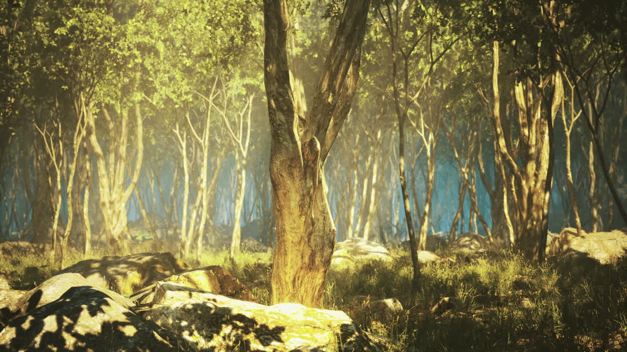Misty forest at dawn with sunlight filtering through the trees and stones