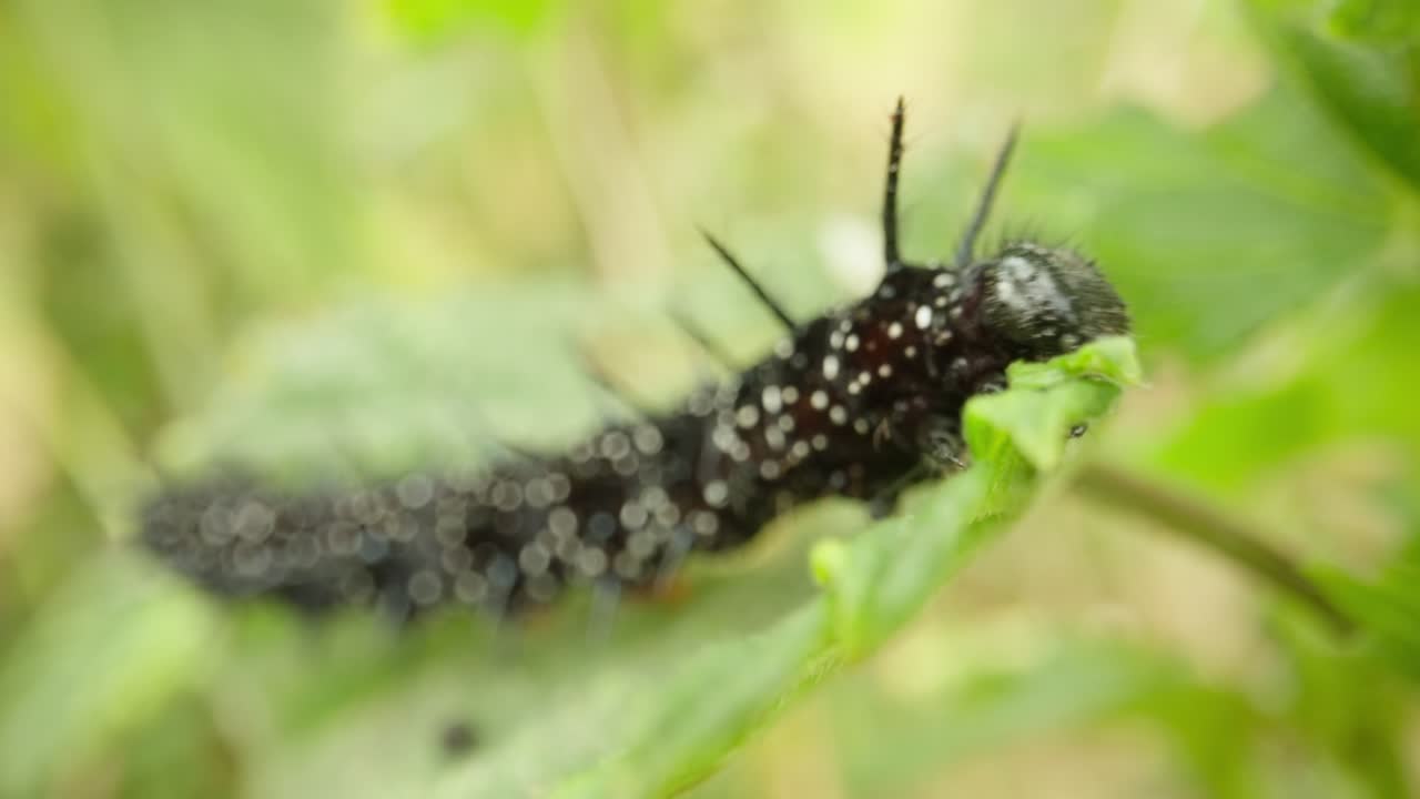 Macro of caterpillar with black spines on leaf establishing natural insect detailed life feeding and crawling