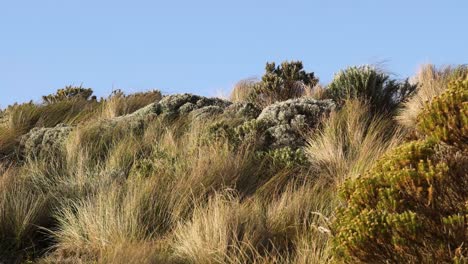 wind-swept grasses and shrubs in natural landscape