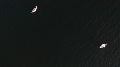 drone aerial view of swans swimming in a lake