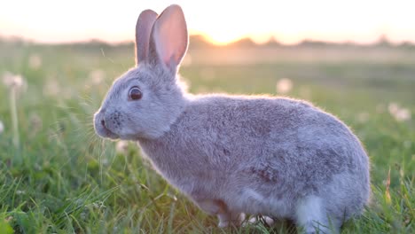 a gray bunny on a green meadow at sunset. a rabbit in a green field