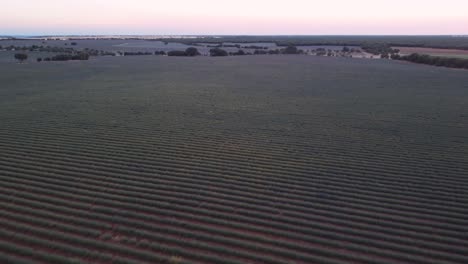 Aerial-view-of-purple-lavender-field-in-Brihuega,-Guadalajara,-Spain