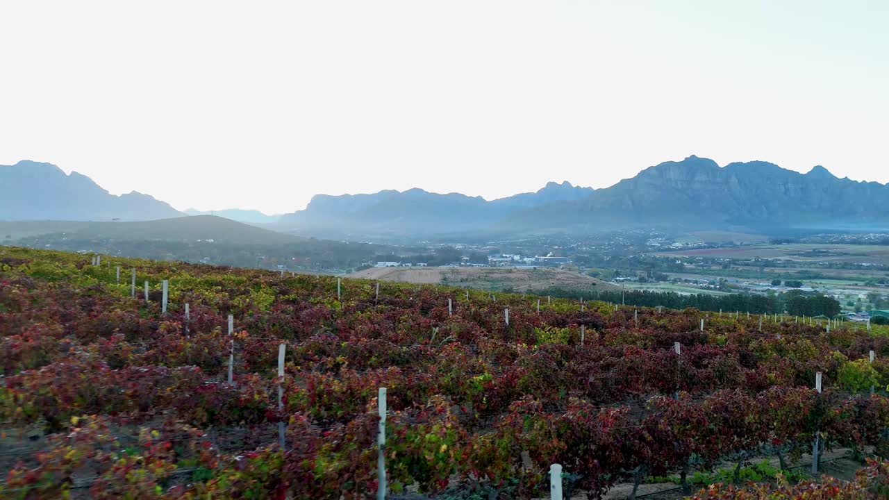 Breathtaking drone panorama of vine-covered hills leading to towering mountains