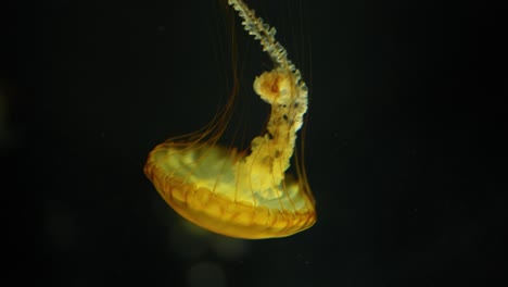 jellyfish pulsating and swimming in dark water