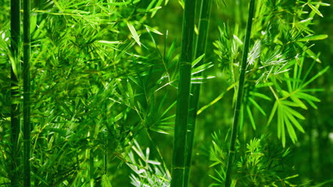 lush green plants thriving in a vibrant natural setting under sunlight