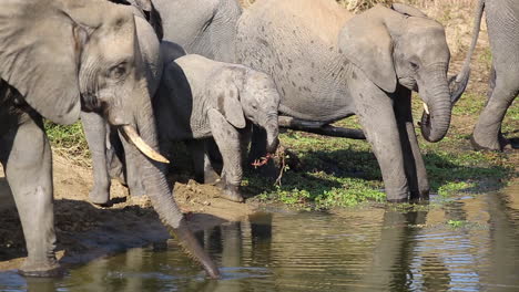 Imágenes-De-Elefantes-Africanos-En-El-Abrevadero-Bebiendo,-Rociando-Y-Olfateando-El-Agua-Con-Un-Elefante-Joven-En-Medio-De-La-Manada