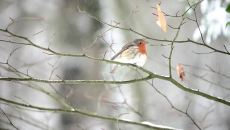 european robin rested on a leafless twigs during snowfall day