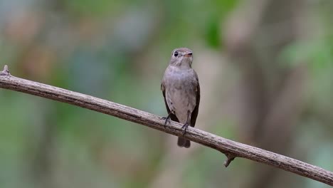 El-Papamoscas-Marrón-Asiático-Es-Un-Pequeño-Pájaro-Paseriforme-Que-Se-Reproduce-En-Japón,-Himalaya-Y-Siberia