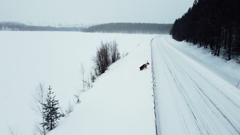 Renos-Salvajes-Cruzan-La-Carretera-En-El-Círculo-Polar-ártico-Desde-El-Dron