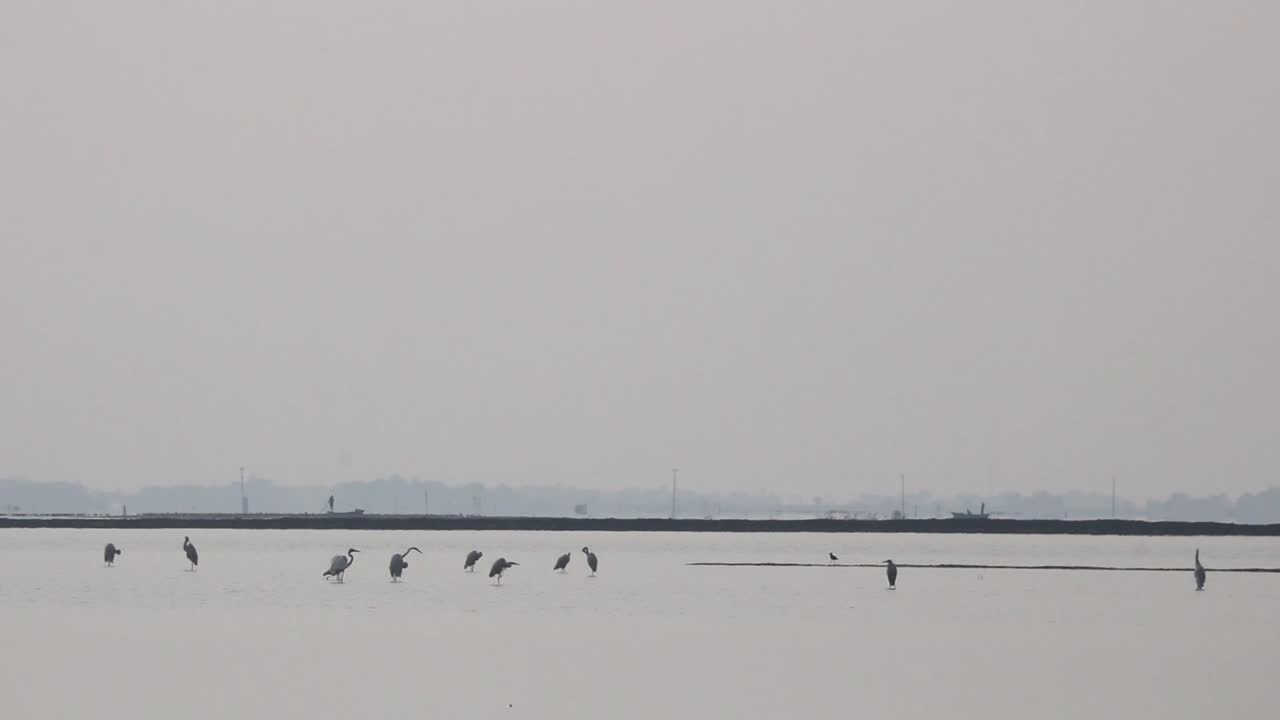 안개 낀 날씨에 호수에서 쉬고 걷는 새 떼, 멀리 수평선에 보트가 있는 어부