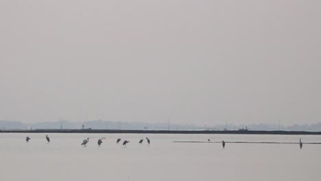 Bandada-De-Pájaros-Descansando-Y-Caminando-En-El-Lago-En-Un-Clima-Brumoso,-Pescador-Con-Botes-En-El-Horizonte-Lejano