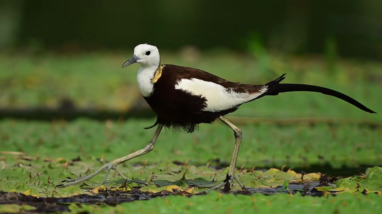 Scatto nitido di fauna selvatica di una Jacana dalla coda di fagiano in riproduzione con grandi zampe.
