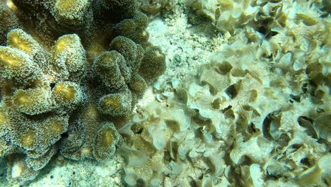 Underwater-view-of-soft-and-hard-corals-from-coral-reef-Oslob-Cebu,-Philippines