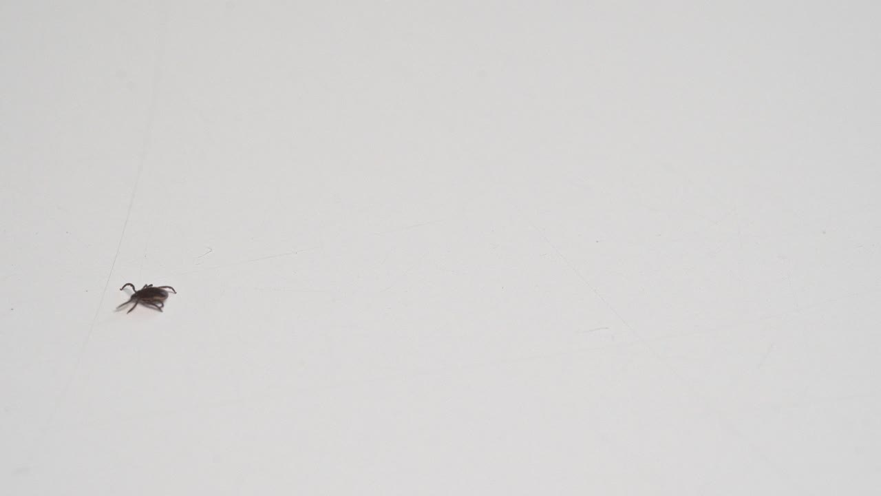 pequeña garrapata arrastrándose sobre fondo blanco a través del cuadro de derecha a izquierda