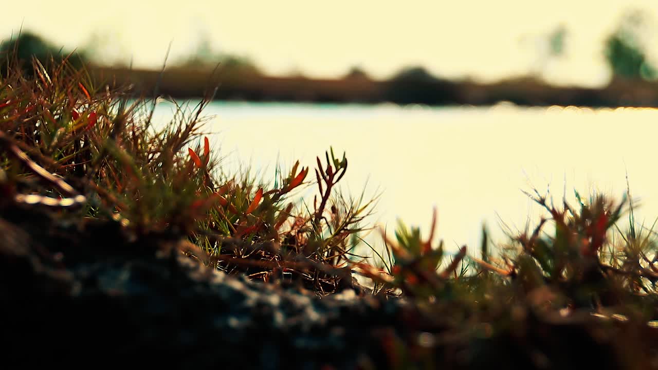 Cinematic scene of the glittering water surface in a lake in the summer morning