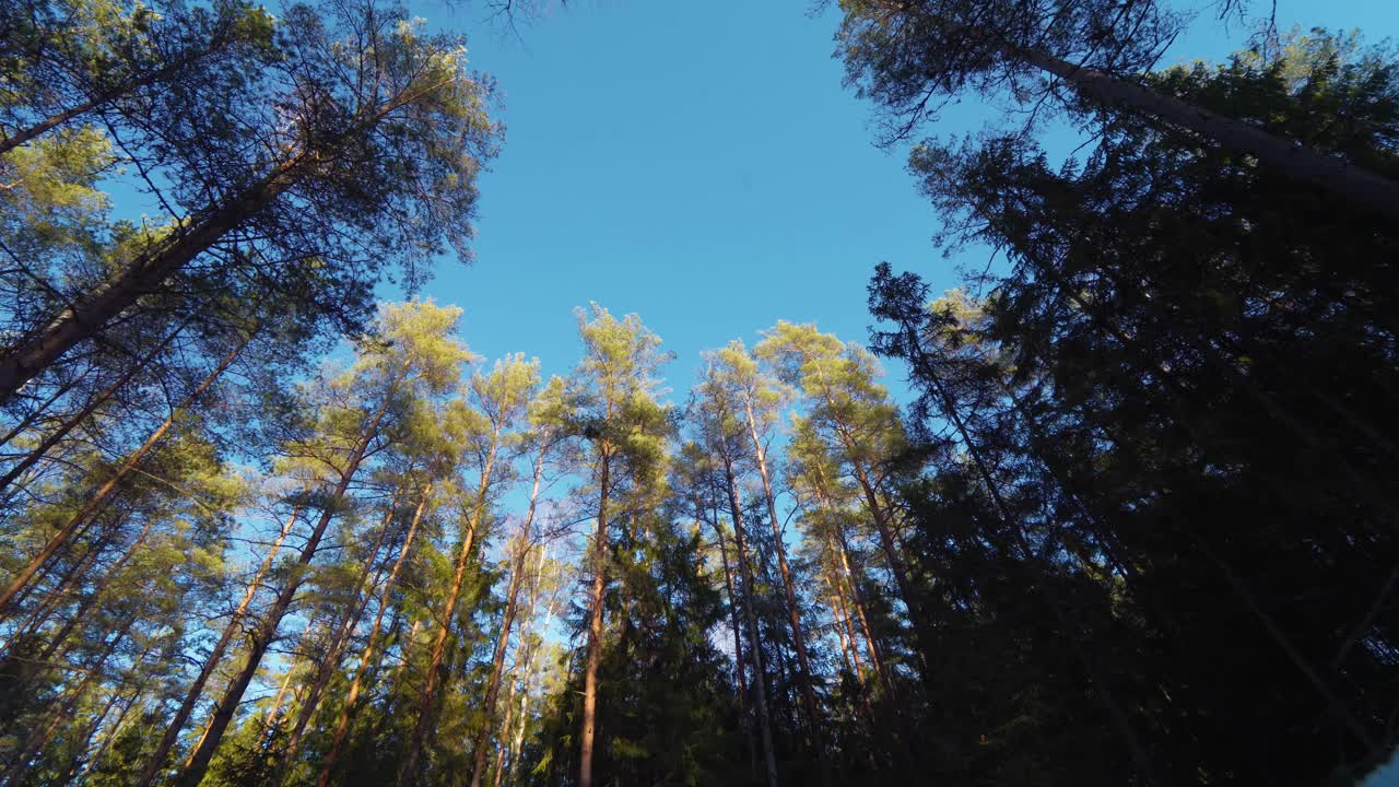 Wide angle view looking up into the blue skies in a pine tree forest. Upward view of sunlit tree trunks and branches in a peaceful and clean forest environment.