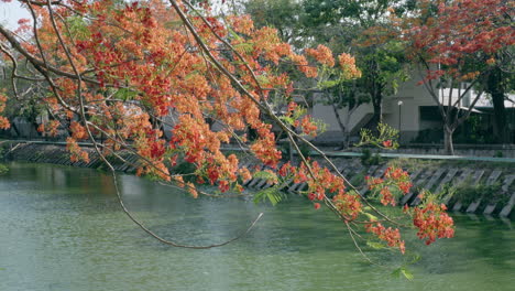 Rote-Blumen-Am-Rande-Des-Gartens,-Die-Im-Morgenwind-Wehen