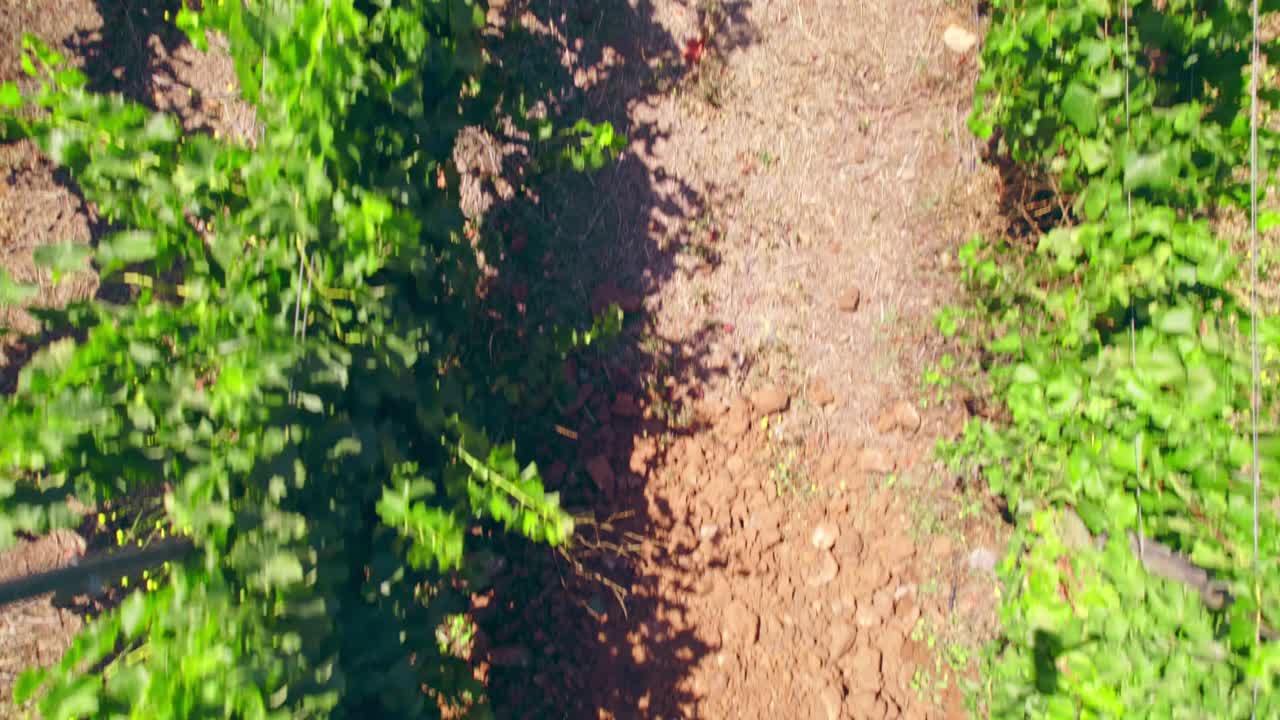 Aerial overhead dolly in view of vineyards in trellis formation with a calicata in the Limar&iacute; Valley, Chile