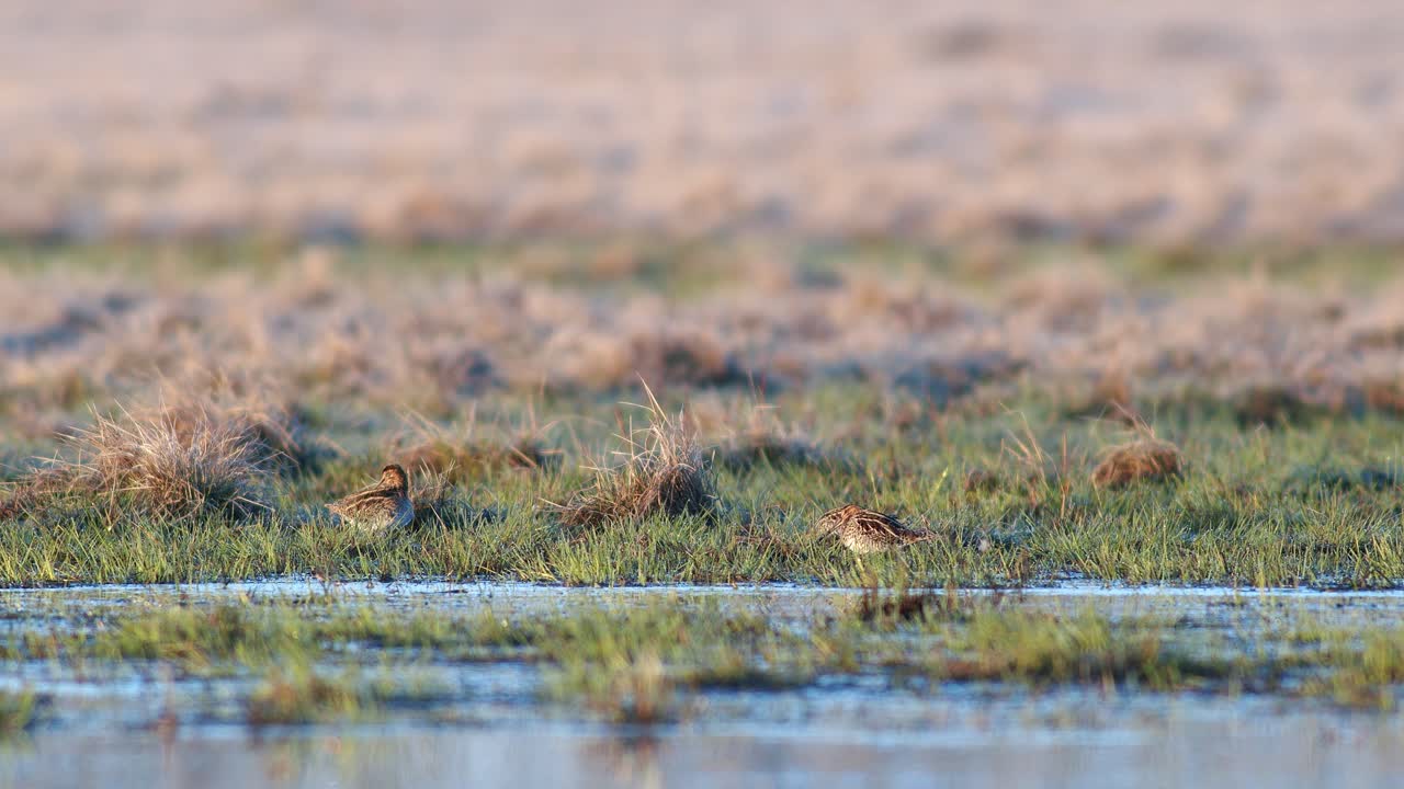 la agachadiza común se alimenta en el prado inundado de humedales de cerca a la luz del sol de la mañana