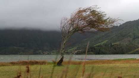 un árbol baila en el viento