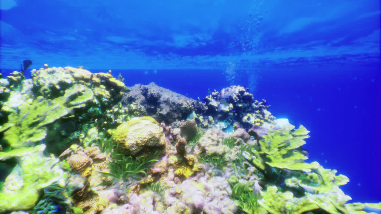 Vibrant coral reef ecosystem thriving under the clear ocean waters