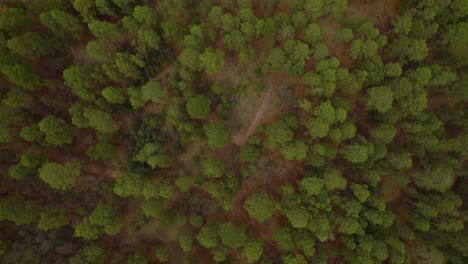 drone footage of a mexican pine forest