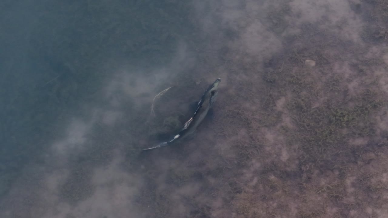 Lone Chinook salmon glides through shallow streambed in crystal-clear spawning waters, seen from above