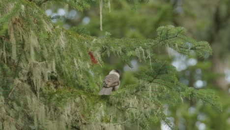 Close-up-of-Canada-Jay-balancing-on-tree-branch-swaying-in-wind