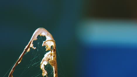 Wonderful-Scenery-Of-A-Red-Dragonfly-On-A-Sunny-Day-in-Curacao---Close-Up-Shot