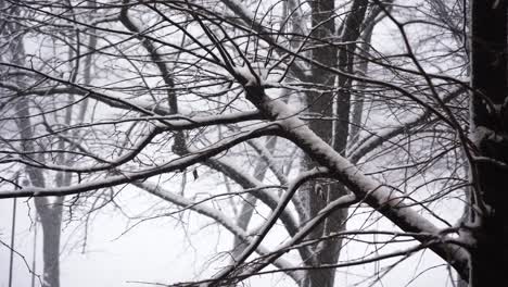 Snowing Hard. Latvia, Riga. 2021.12.01