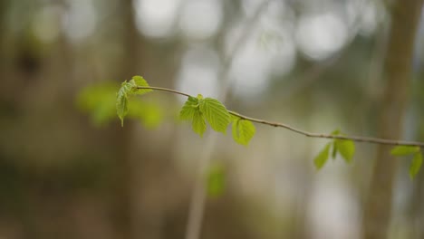 Hoja-Aislada-En-Un-Bosque-En-Medio-De-Las-Montañas-De-Italia,-Mientras-Que-La-Primavera