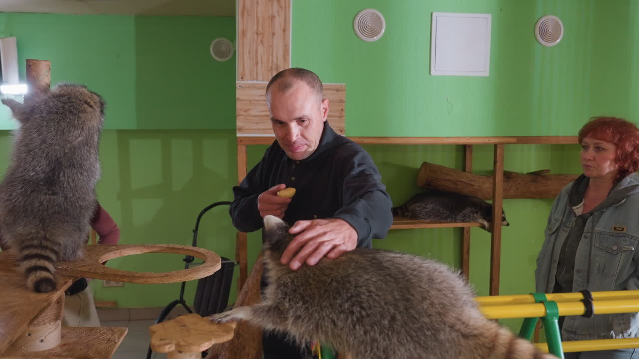 Visitantes brancos com guaxinins brincalhões em um café interno aconchegante. Um guia e um cuidador oferecem petiscos enquanto um homem e uma mulher acariciam animais curiosos em plataformas de madeira; paredes verdes e iluminação quente criam um ambiente convidativo.