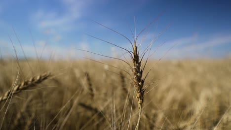el campo de trigo en el sur de alberta sopla en una brisa fuerte