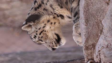 perfil lateral del leopardo de nieve descansando y mirando hacia afuera