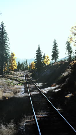 vías de ferrocarril a través de un bosque