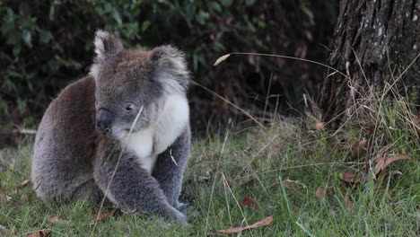 Koala-Bewegt-Sich-Zwischen-Pflanzen-Und-Erkundet-Seinen-Natürlichen-Lebensraum