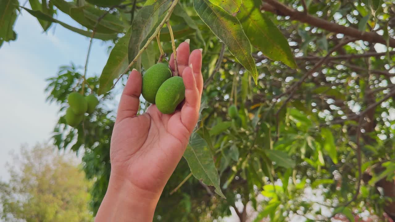 Primo piano di una mano che tiene due manghi verdi acerbi su un ramo d'albero, luce solare che filtra tra le foglie, scena tropicale naturale all'aperto con momento di raccolta fresca